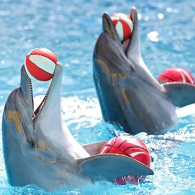 Trucos delfines